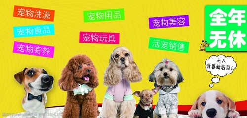 寵物圖片如何推動(dòng)寵物用品銷售 視覺(jué)營(yíng)銷的新趨勢(shì)